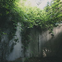 廃墟に伸びる蔦と露出した鉄筋、風化したコンクリート壁の写真