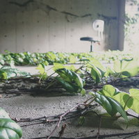 蔦が張る床と椅子の室内風景 自然が建造物に侵食する廃墟インテリア背景の写真