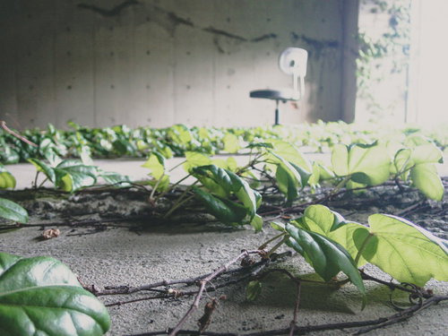 蔦が張る床と椅子の室内風景 自然が建造物に侵食する廃墟インテリア背景