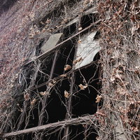 枯れた蔦に覆われた豊後森扇形機関庫の朽ちた窓の写真