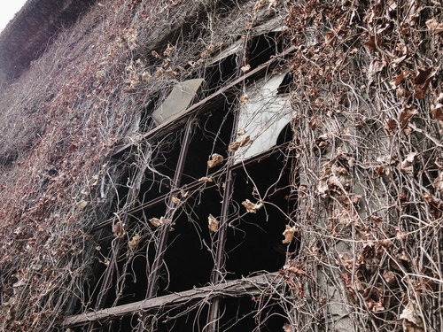 枯れた蔦に覆われた豊後森扇形機関庫の朽ちた窓