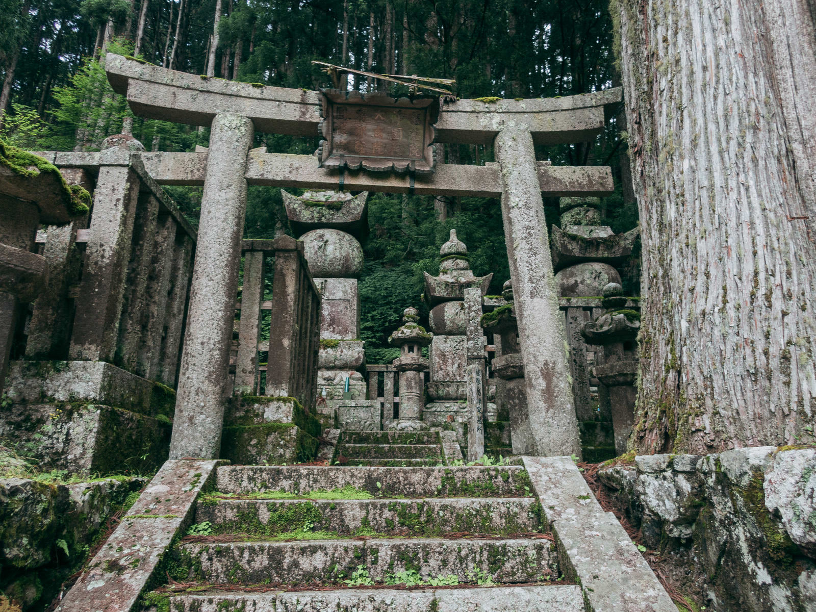 高野山奥の院の境内に並ぶ苔むした石灯籠と石造りの鳥居