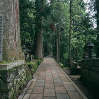 高野山の杉林に囲まれた石畳の参道を歩む参拝者の写真