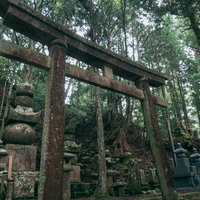 高野山金剛峯寺の見上げた鳥居と苔むした墓地の景観の写真
