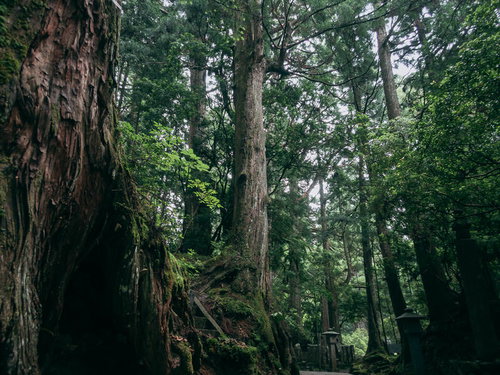 高野山の境内を覆う樹齢を重ねた大きなスギ