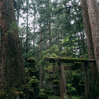 高野山金剛峯寺の苔生す鳥居と墓地の杉林風景の写真