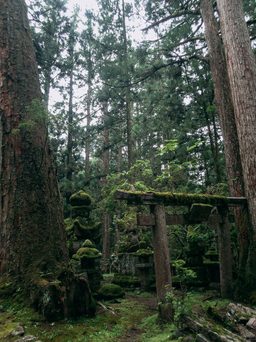 高野山金剛峯寺の苔生す鳥居と墓地の杉林風景