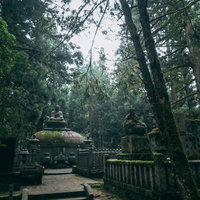 高野山金剛峯寺の境内墓地に降り注ぐ光と杉林の写真