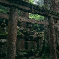 苔むした鳥居と古い墓地が立ち並ぶ高野山の境内の写真