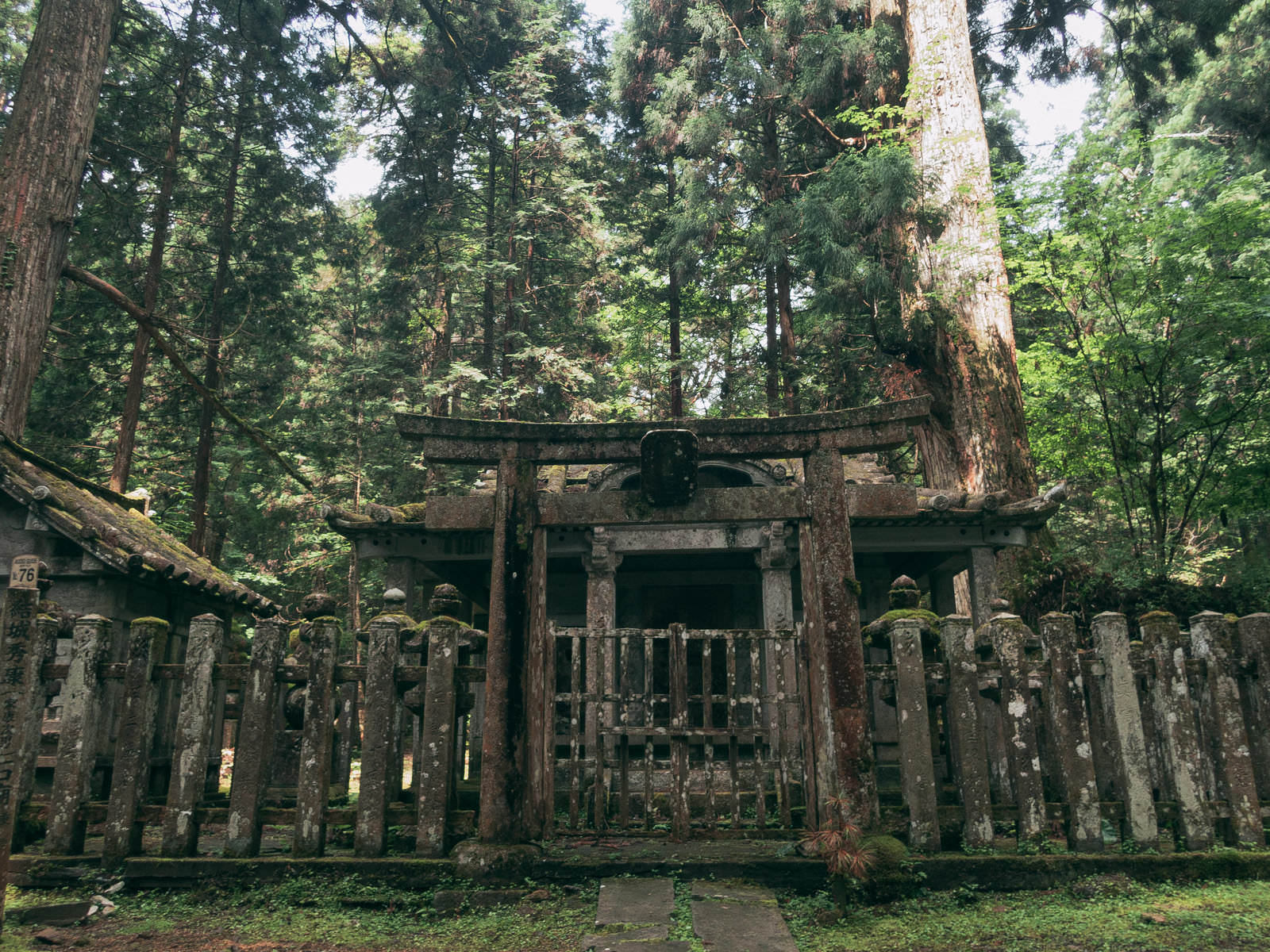 苔むした石鳥居と杉林の奥に立つ祠