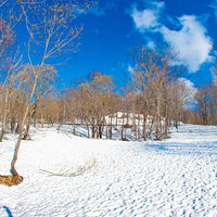 雪原と木々の広がる冬晴れの林の写真