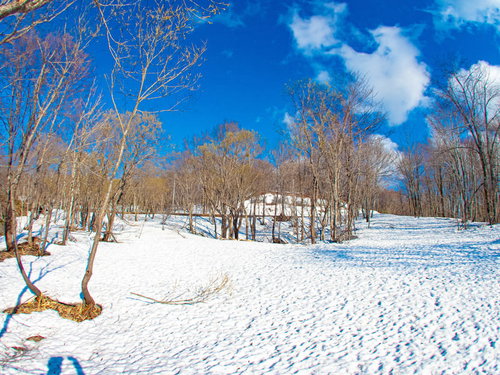 青空に映える雪原と冬の樹木