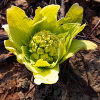落ち葉の間から顔を出すフキノトウの新芽の写真