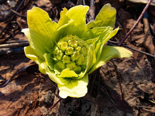 落ち葉の間から顔を出すフキノトウの新芽
