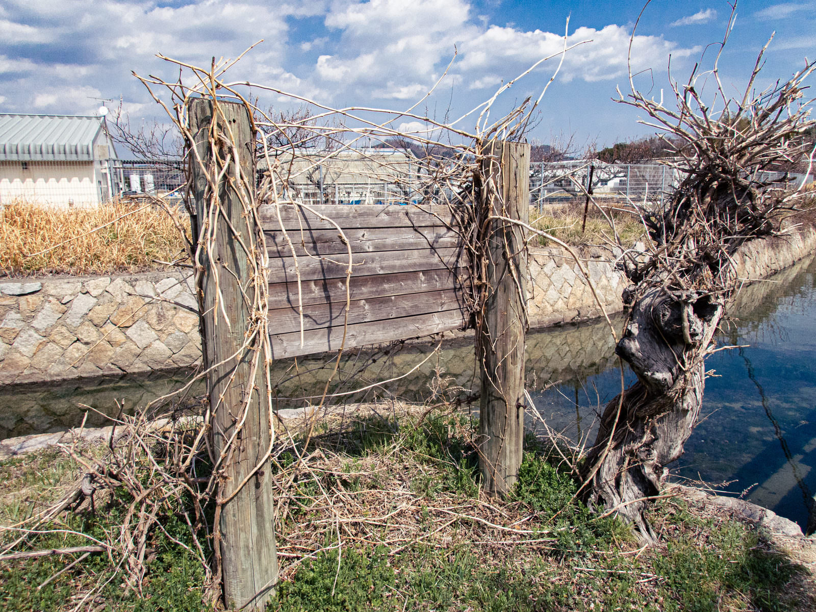 農地の杭に絡みついた立ち枯れのつる植物と色褪せた看板の風景