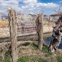 農地の杭に絡みつく立ち枯れつる植物と色褪せた看板の写真