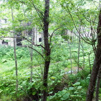 緑に囲まれた木々の隙間から見える廃マンションの写真