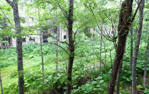 緑に囲まれた木々の隙間から見える廃マンション
