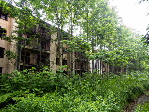 鬱蒼と茂る雑草奥に佇む廃マンション、風化したコンクリート造の建物