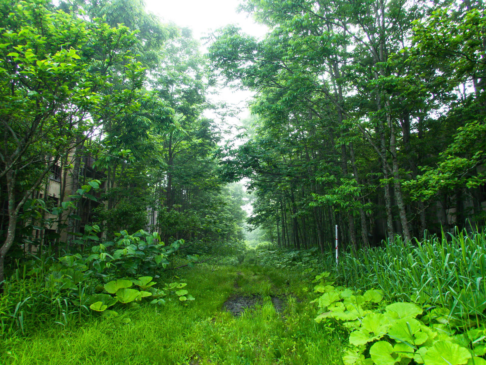 森の中の山道で両脇に雑草や茂みが鬱蒼と生い茂っている様子