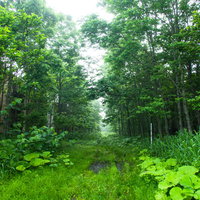鬱蒼と茂る雑草が両脇を覆う薄暗い山道の風景の写真