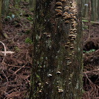 樹幹に群生する寄生キノコ - 朽木に密集するキノコの写真