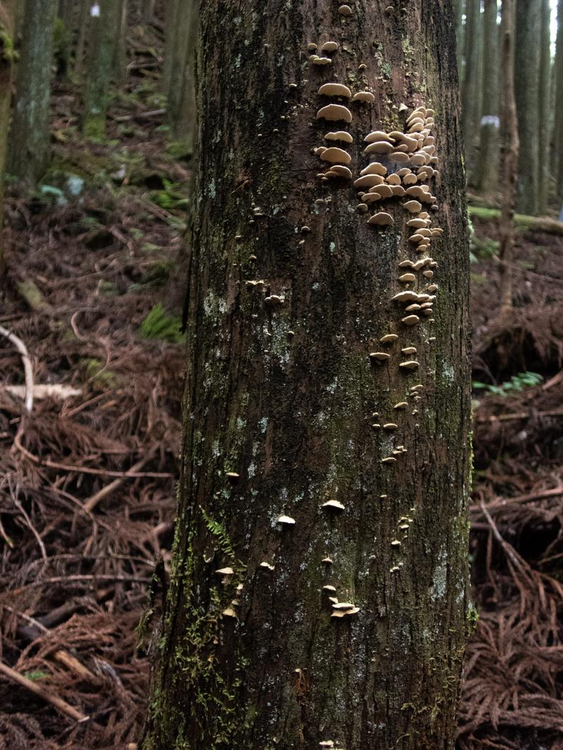 樹幹の樹皮に群生する茶色いキノコの寄生。森林の朽木に付着した菌類の生態。
