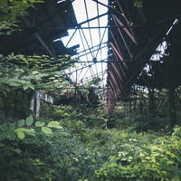 雑草が生い茂る廃工場の内部、朽ち果てた鉄骨と風化した天井の写真