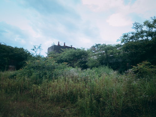 鬱蒼と繁茂する雑草に埋もれた廃工場の風景
