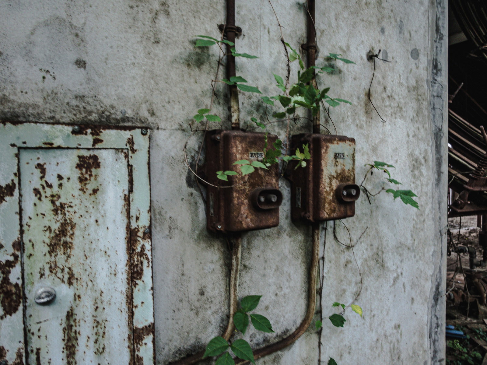 錆びたスイッチに蔦が絡みつく廃工場の壁