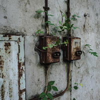 廃工場の壁に絡みつく蔦とボロボロのスイッチの写真