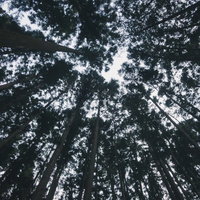 見上げた森の中の高い木々と空を仰ぎ見る光景の写真