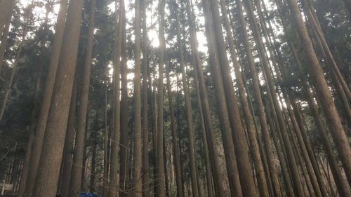 辺り一面に高く伸びた杉林を見上げた自然風景