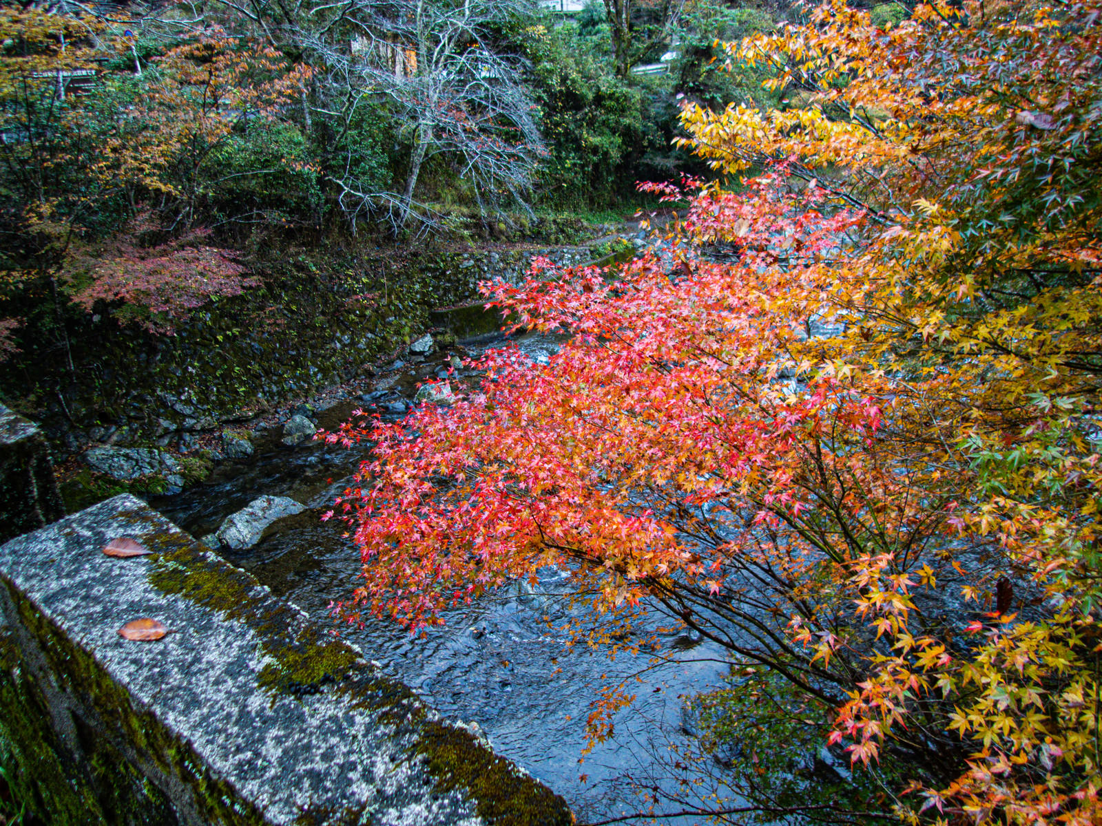 岩場のある渓流沿いに鮮やかな赤色に色付いた紅葉が広がる秋の自然風景