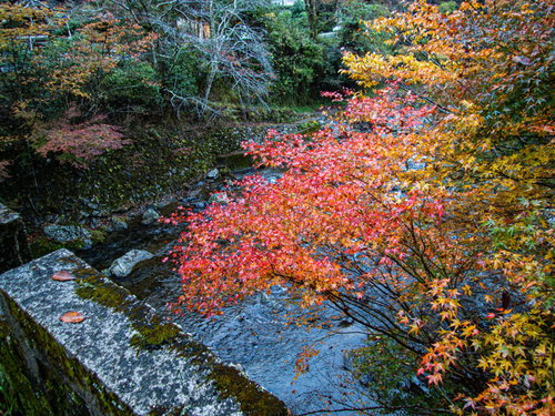 岩場の渓流沿いに色付く紅葉と秋の河川風景