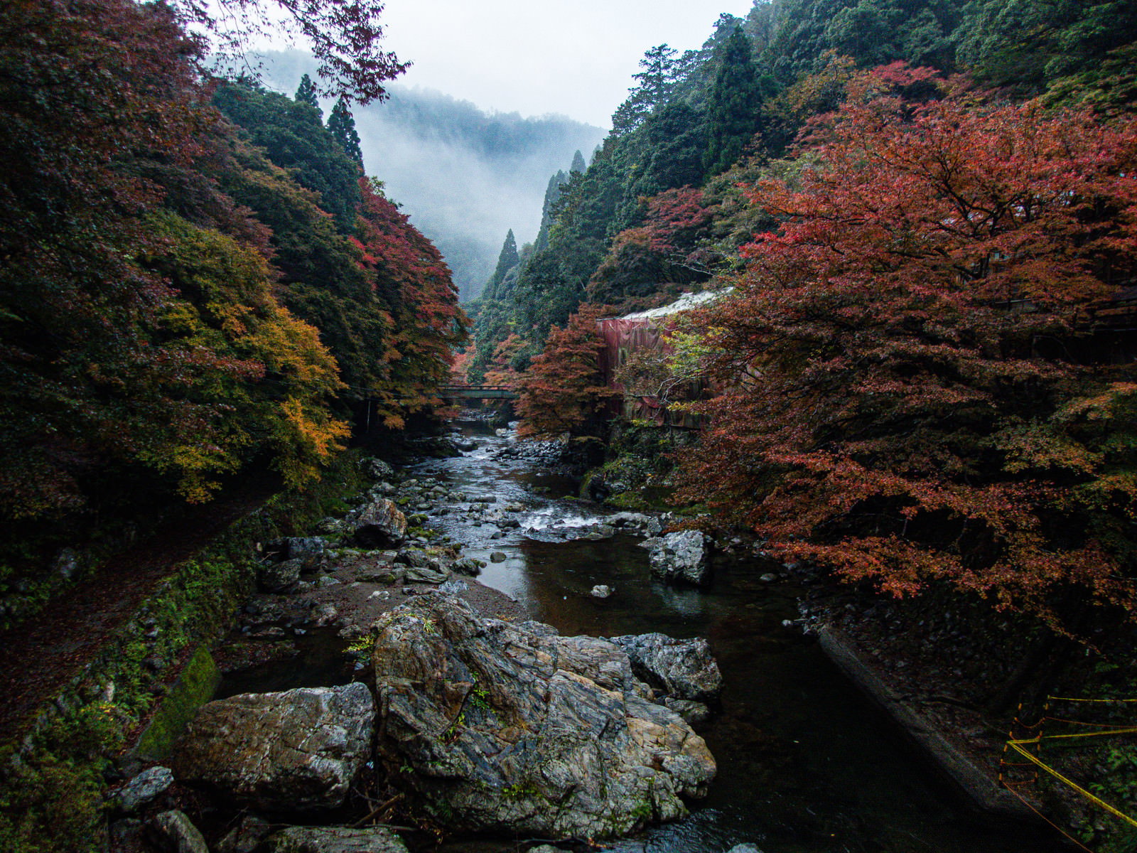 赤や黄色に紅葉したモミジの木々に囲まれた渓谷を流れる川