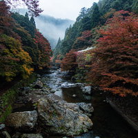色付き始めた木々の間を流れる紅葉の川の清流と秋の渓谷風景の写真