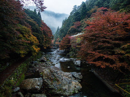 色付き始めた木々の間を流れる紅葉の川の清流と秋の渓谷風景