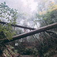 霧の漂う森の中の倒木の写真
