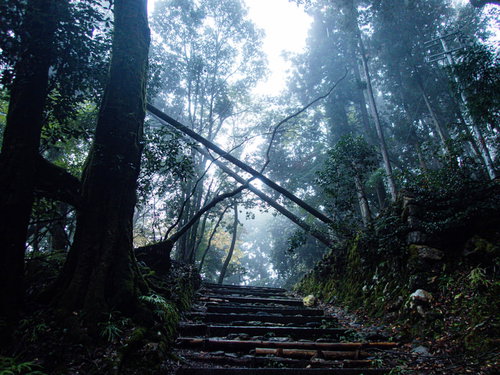 石段の先に横たわる倒木が塞ぐ山道の通路
