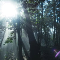 森林に差し込む光芒と木漏れ日、太陽光が作る光の筋の写真