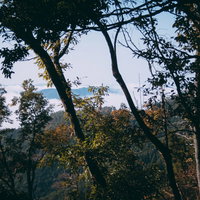木々の枝越しに見える雲海の写真