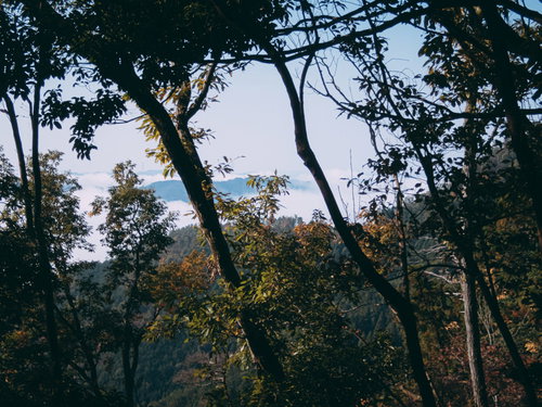 木々の枝越しに見える雲海