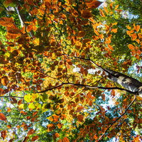 紅葉の始まった枝の葉の裏側を撮影した秋の自然の写真