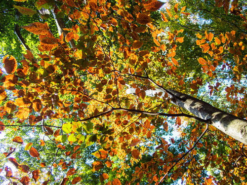 紅葉の始まった枝の葉の裏側を撮影した秋の自然