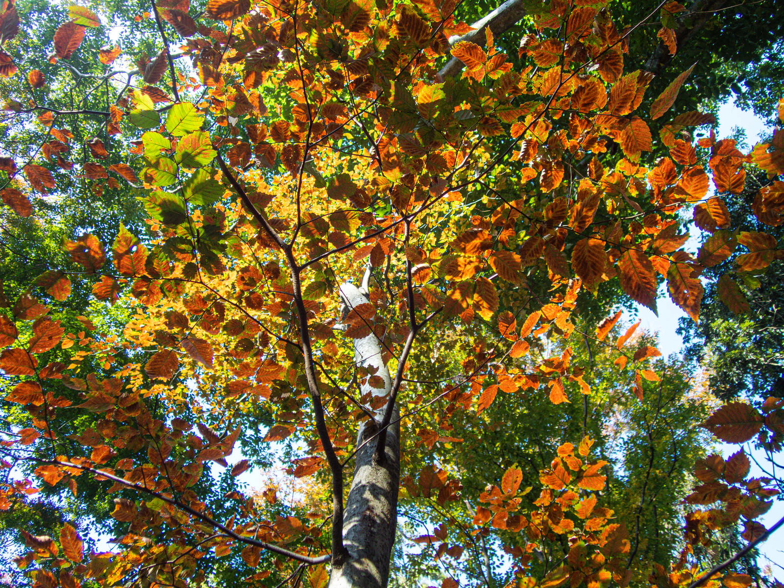 紅葉したオレンジや黄色の葉が重なり合って見える秋の木々の様子