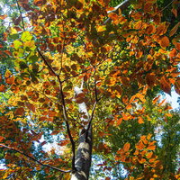 秋の光に透ける紅葉して色付く葉の裏側の写真