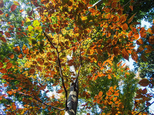 秋の光に透ける紅葉して色付く葉の裏側