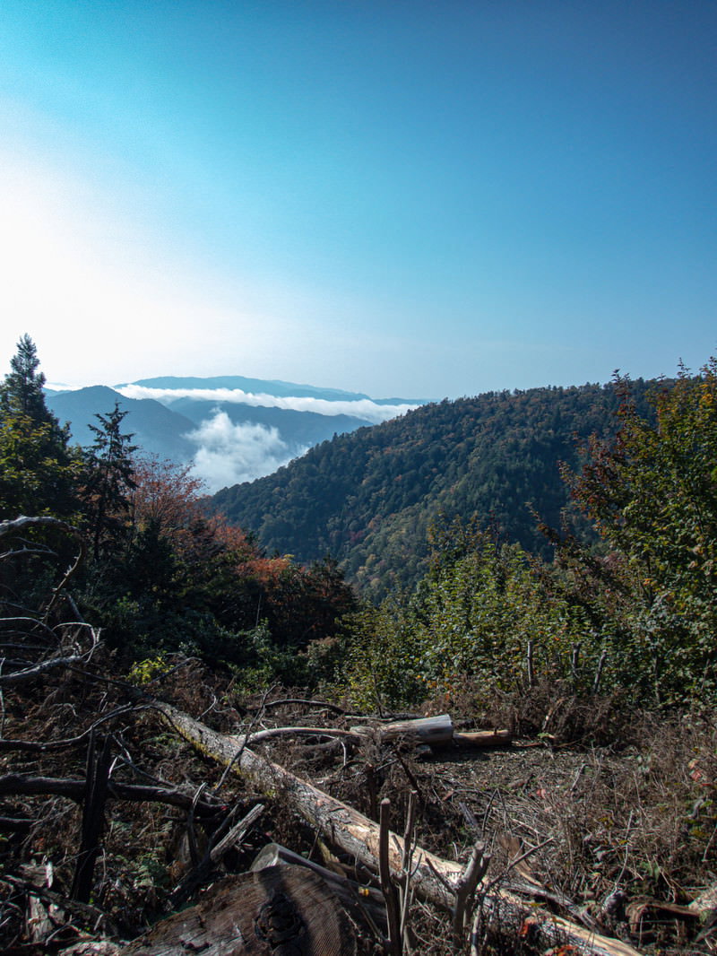 青空の下、山間部の森林で横たわる倒木と緑豊かな山々の風景