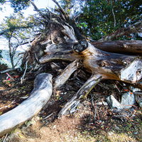枯れ果てた巨大な倒木と複雑に絡み合った根の写真